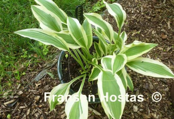 Hosta White Dove
