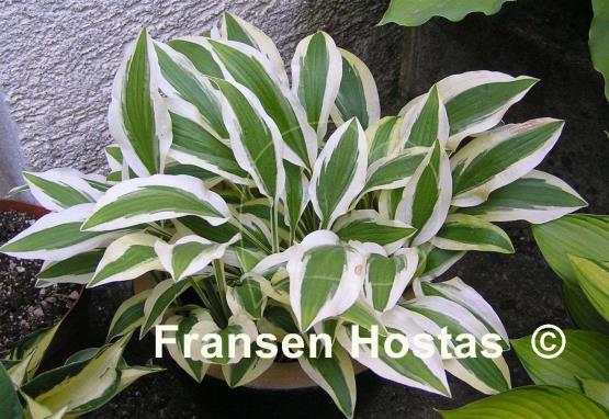 Hosta%20White-Dove-photo-made-by-Gisela-