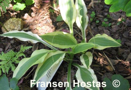 Hosta White Dove