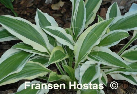 Hosta White Dove