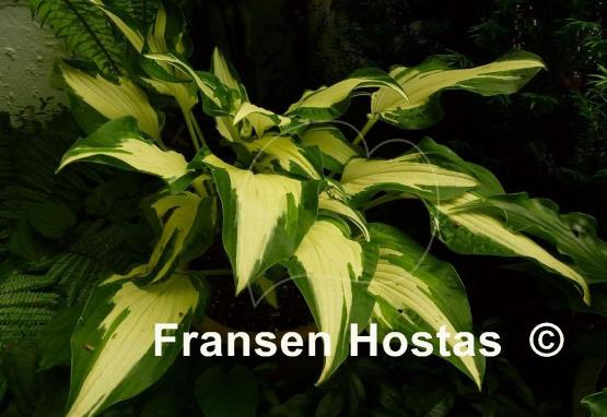 Hosta White Elephant
