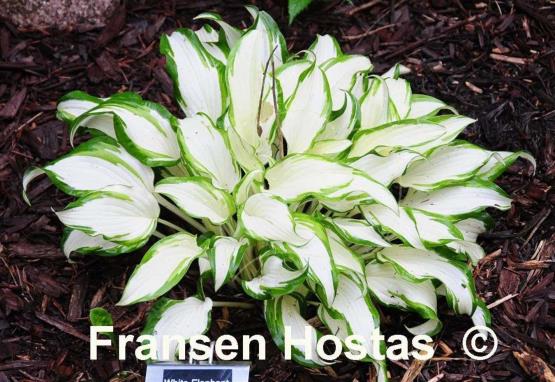 Hosta White Elephant
