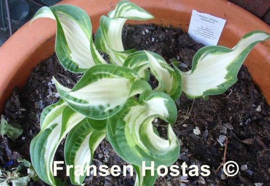 Hosta White Elephant