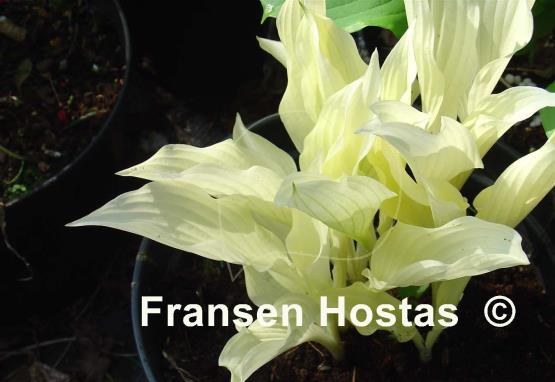 Hosta White Feather