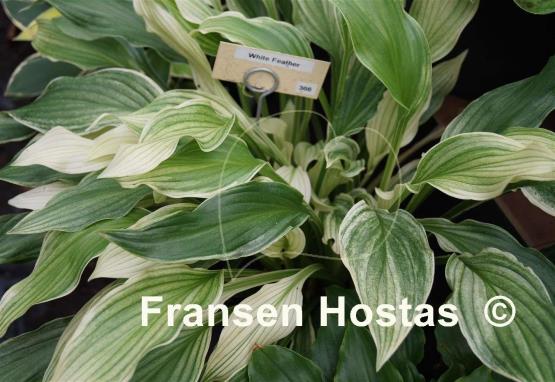Hosta White Feather