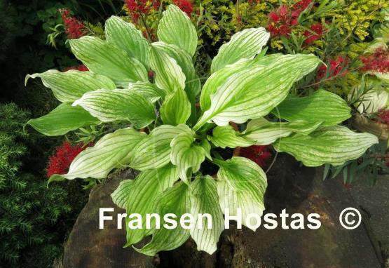 Hosta White Feather