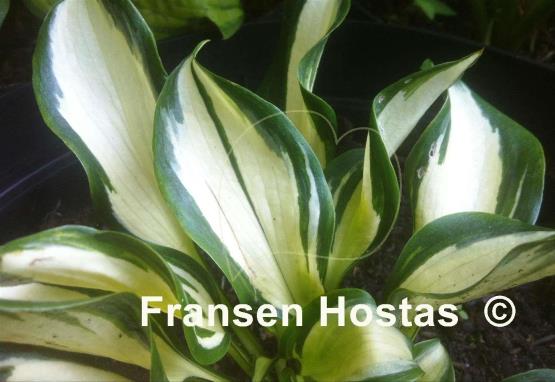 Hosta White Jewel