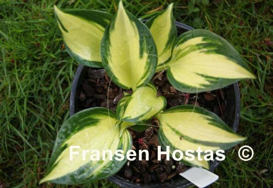 Hosta White Jewel