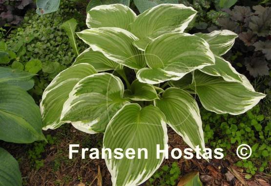 Hosta White On