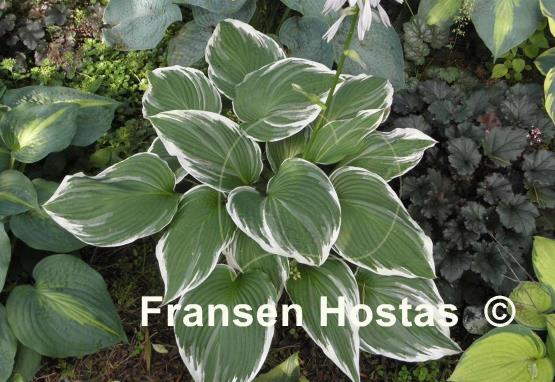 Hosta White On