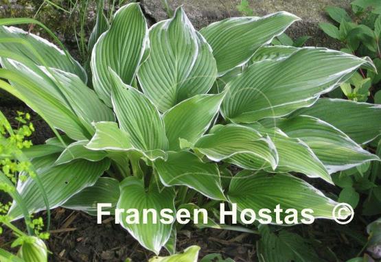 Hosta White On