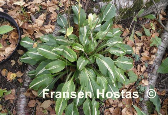 Hosta White Ray