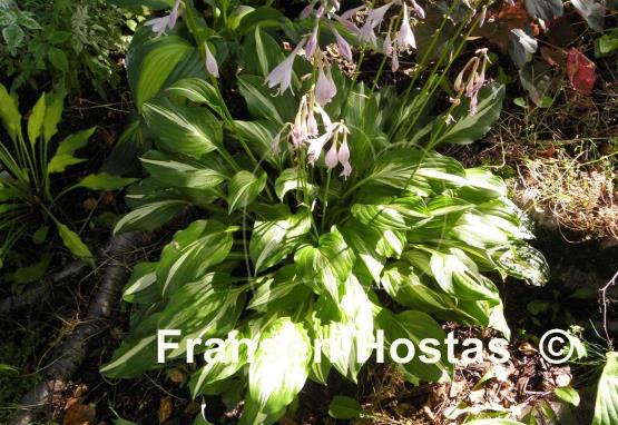 Hosta White Ray