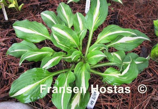 Hosta White Ray