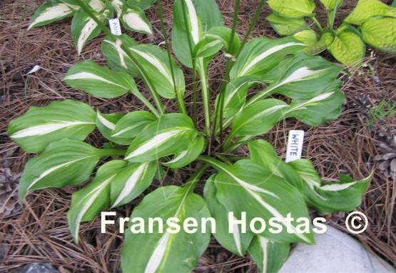 Hosta White Ray