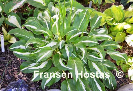 Hosta White Ray