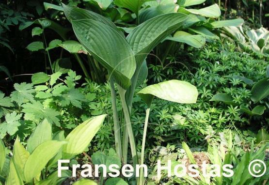 Hosta White Triumphator