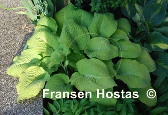 Hosta White Vision