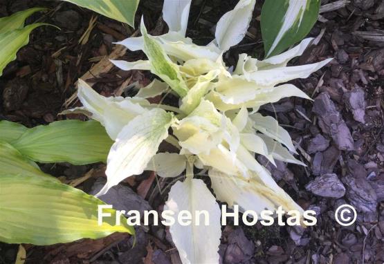 Hosta White Wall Tire
