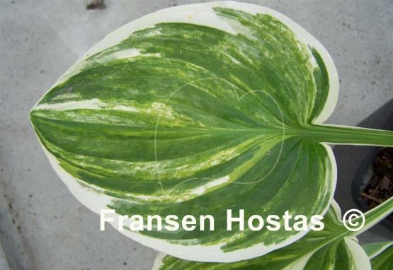 Hosta Whoopee