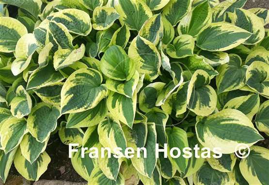 Hosta Wide Brim