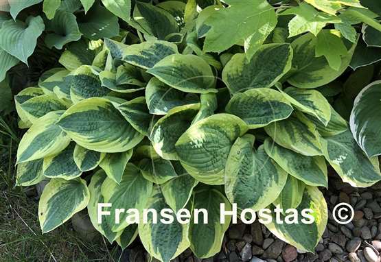 Hosta Wide Brim