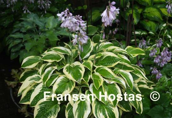 Hosta Wide Brim