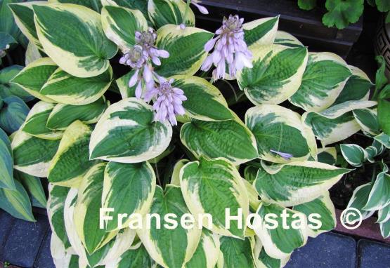 Hosta Wide Brim