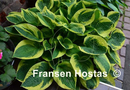 Hosta Wide Brim