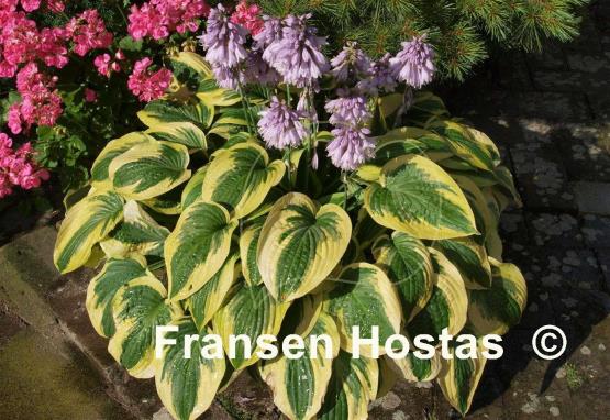 Hosta Wide Brim