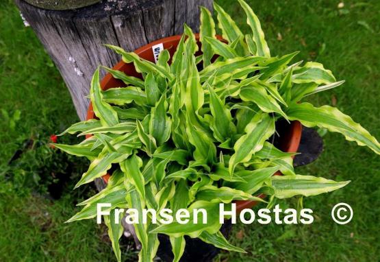 Hosta Wiggle Worms
