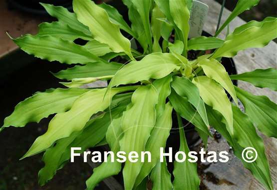 Hosta Wiggles and Squiggles