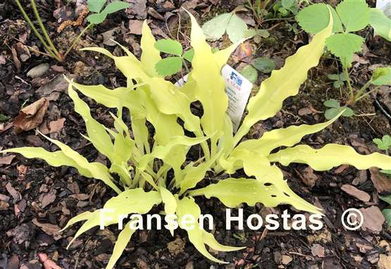 Hosta Wiggles and Squiggles