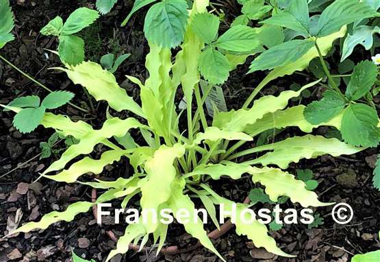 Hosta Wiggles and Squiggles