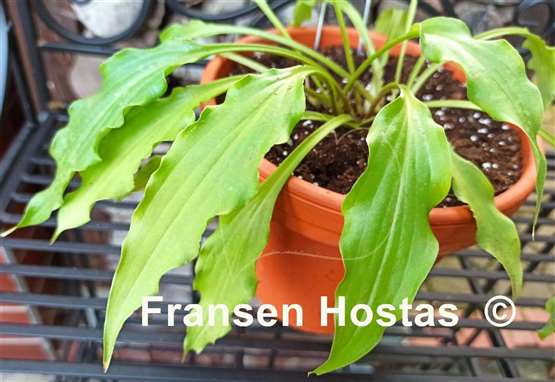 Hosta Wiggles and Squiggles