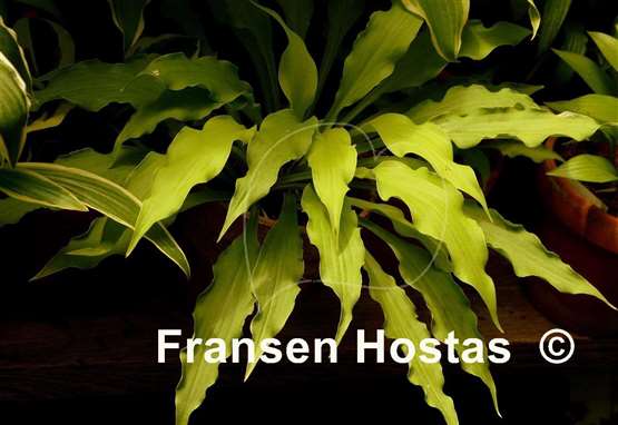 Hosta Wiggles and Squiggles