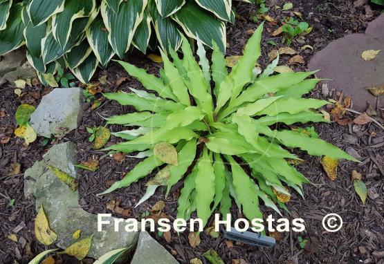 Hosta Wiggles and Squiggles