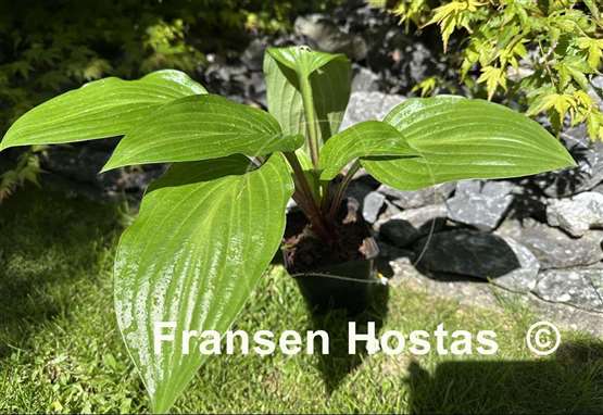 Hosta Wild Cherry