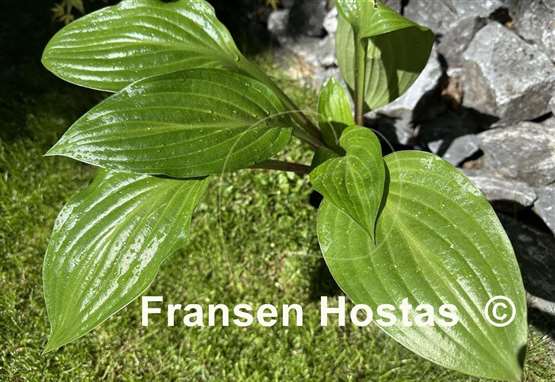 Hosta Wild Cherry