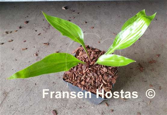 Hosta Wild Cherry