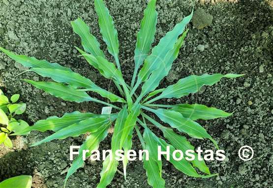 Hosta Wild Imagination