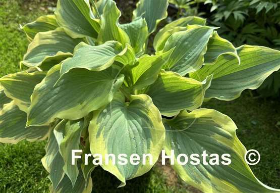 Hosta Wildest Dreams
