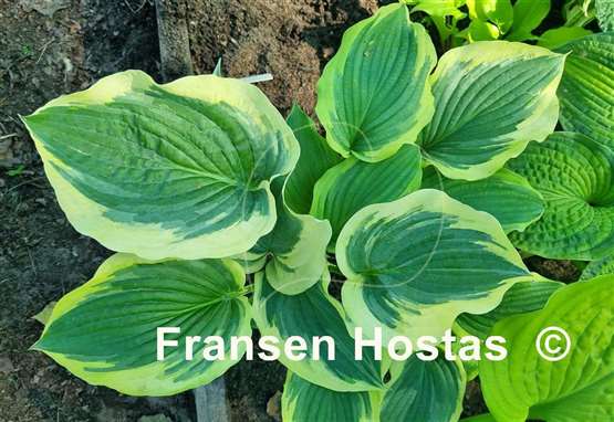 Hosta Wildest Dreams