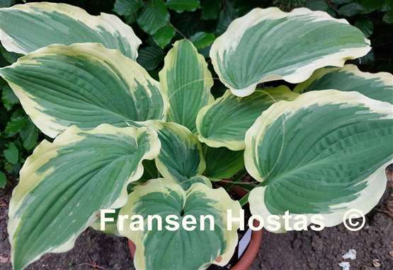 Hosta Wildest Dreams