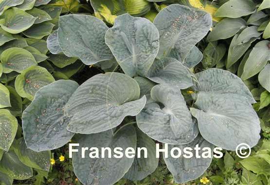 Hosta Will of Fortune