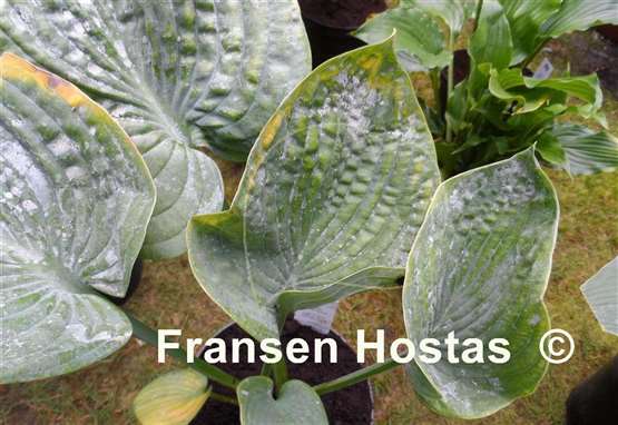 Hosta Will of Fortune