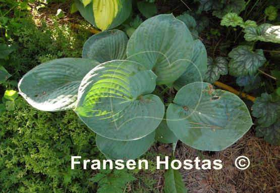 Hosta Will of Fortune