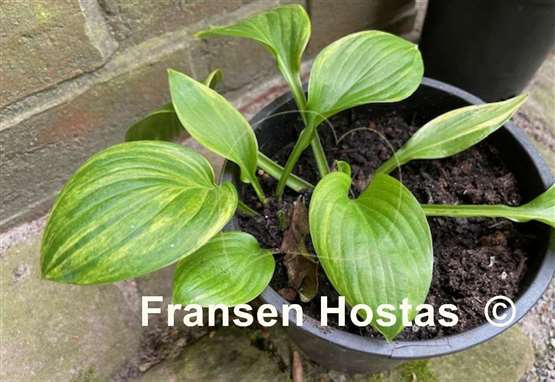Hosta William Lachman