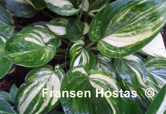 Hosta William Lachman