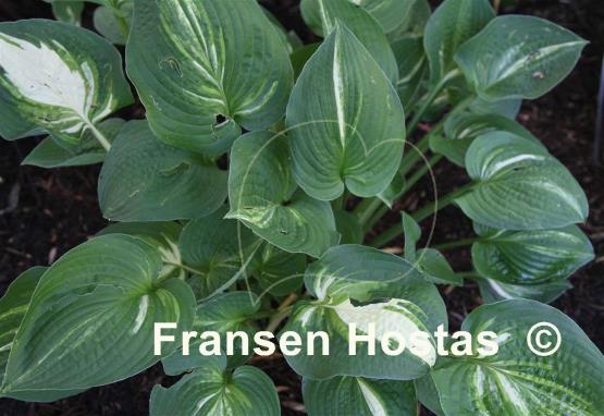Hosta William Lachman